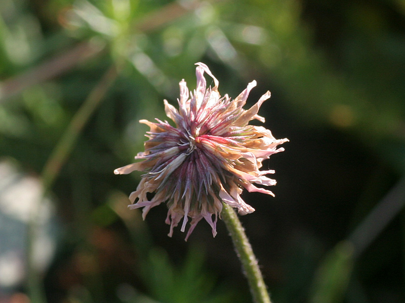 Trifolium montanum subsp. rupestre / Trifoglio rupestre